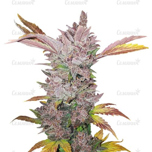Семена LSD Auto