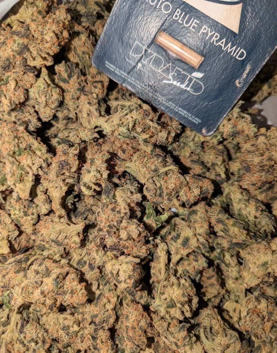 Сорт Blue Pyramid
