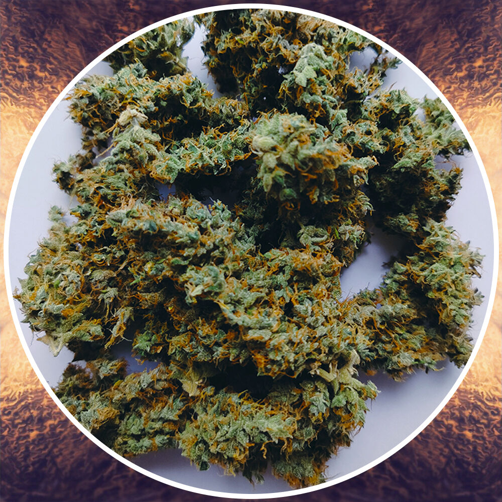 «TROPICAL TANGIE»
