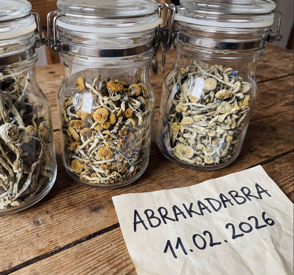 Psilocybe Nataliensi