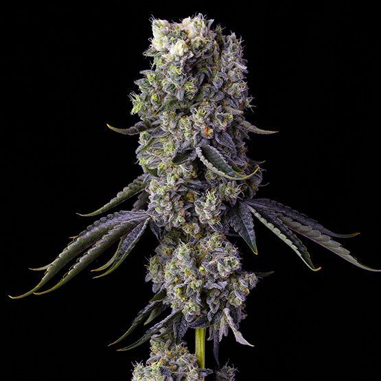 Grandpa’s Cookies