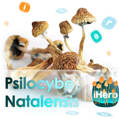 Psilocybe Natalensis
